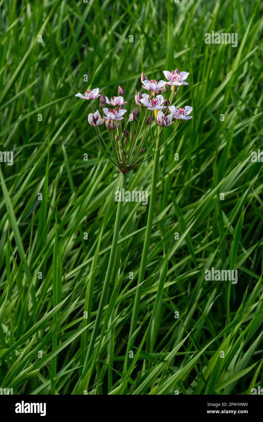 Close up of the umbel-like inflorescence of flowering rush or grass rush Butomus umbellatus in full bloom. Europe. Stock Photo