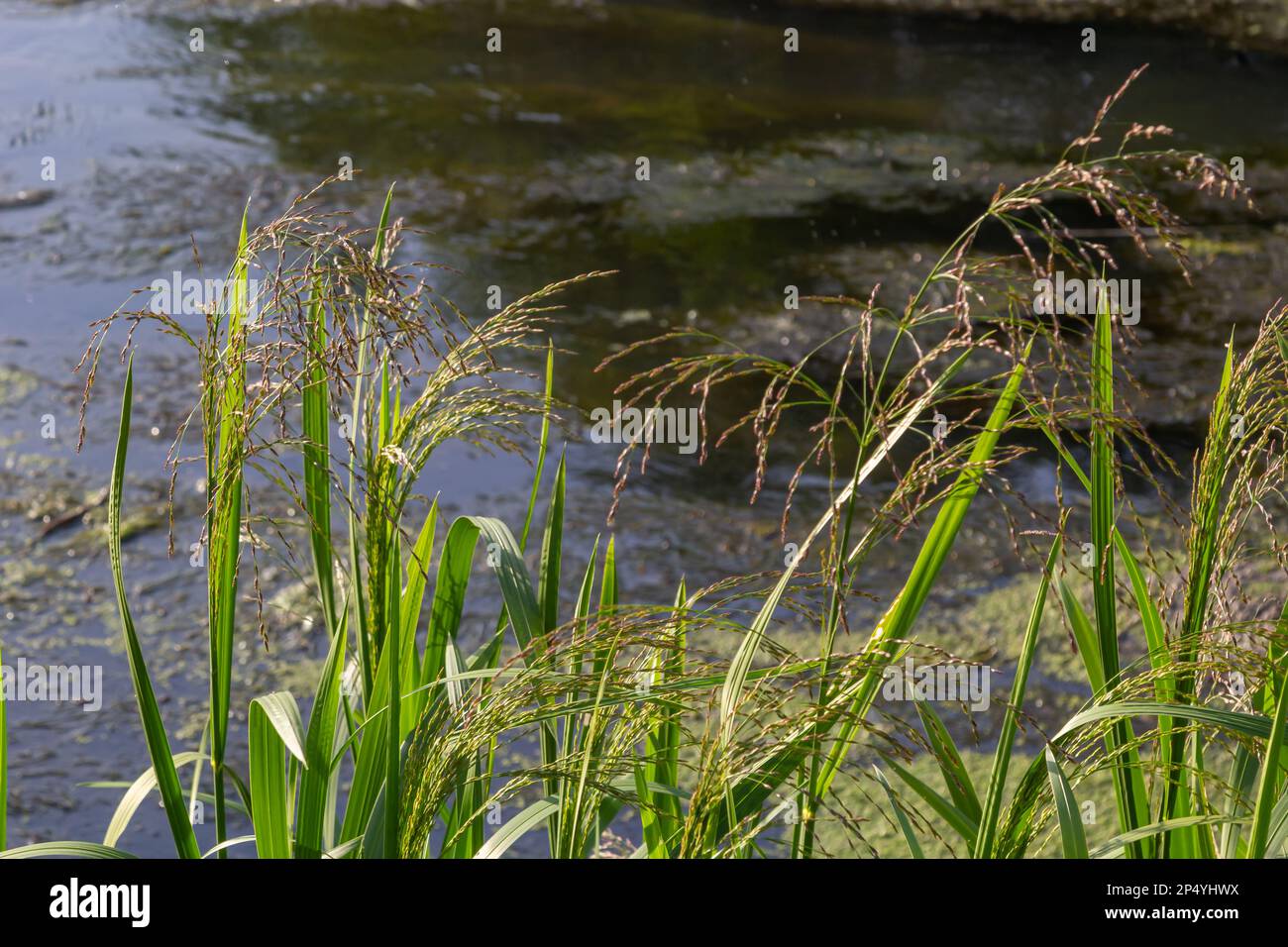 weeds in paddy field, sedges against the background of the river on a sunny day in the natural environment. Stock Photo