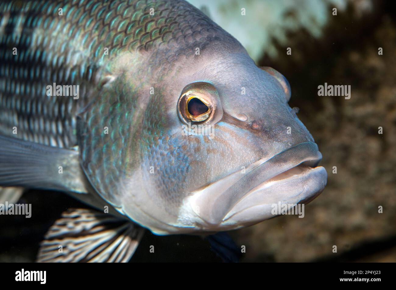 Black sea bass medium shot facing right Stock Photo Alamy