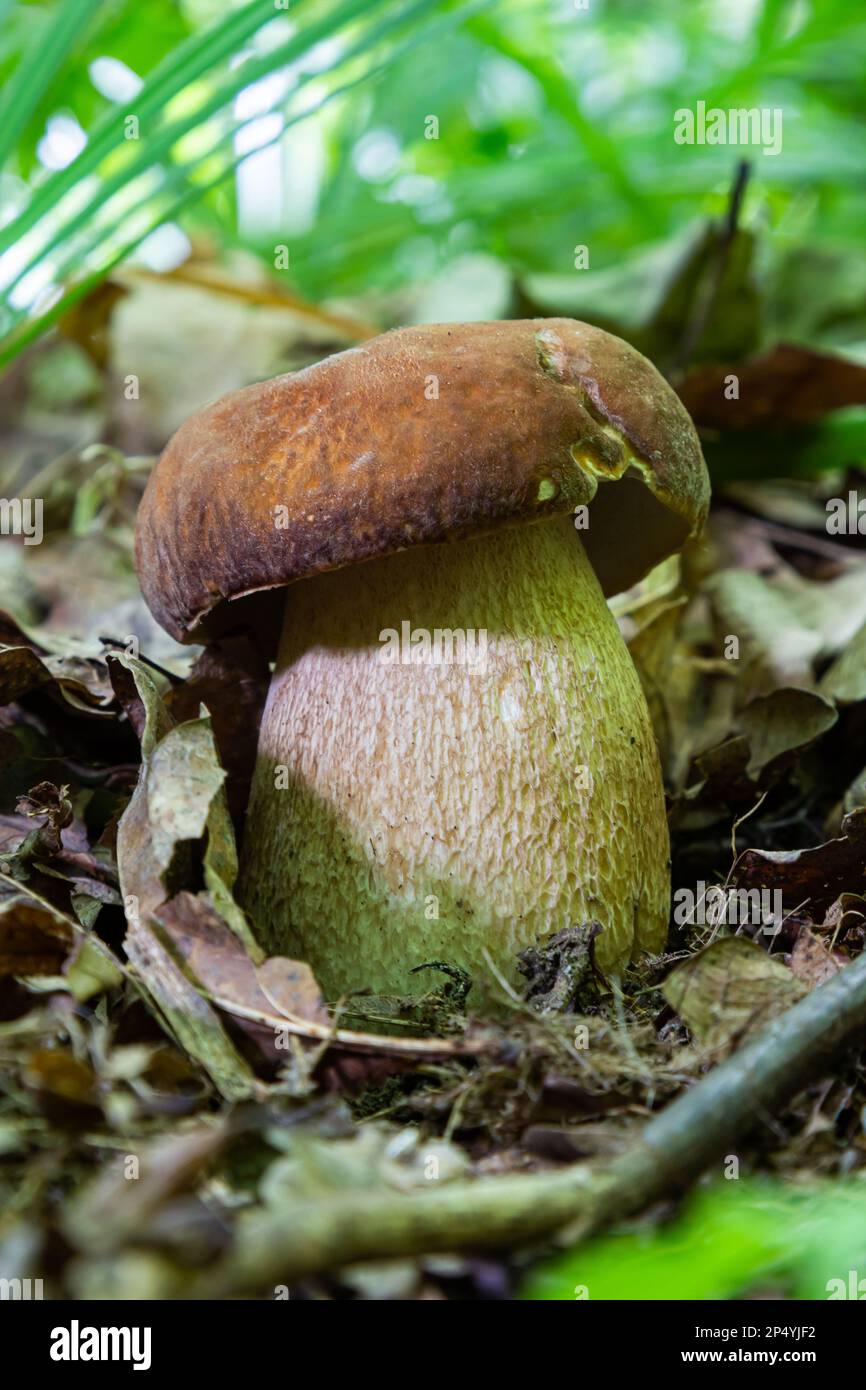Boletus reticulatus or Boletus aestivalis, commonly known as the summer cep. Edible gourmet wild mushroom, Penny Bun bolete in the forest. Stock Photo