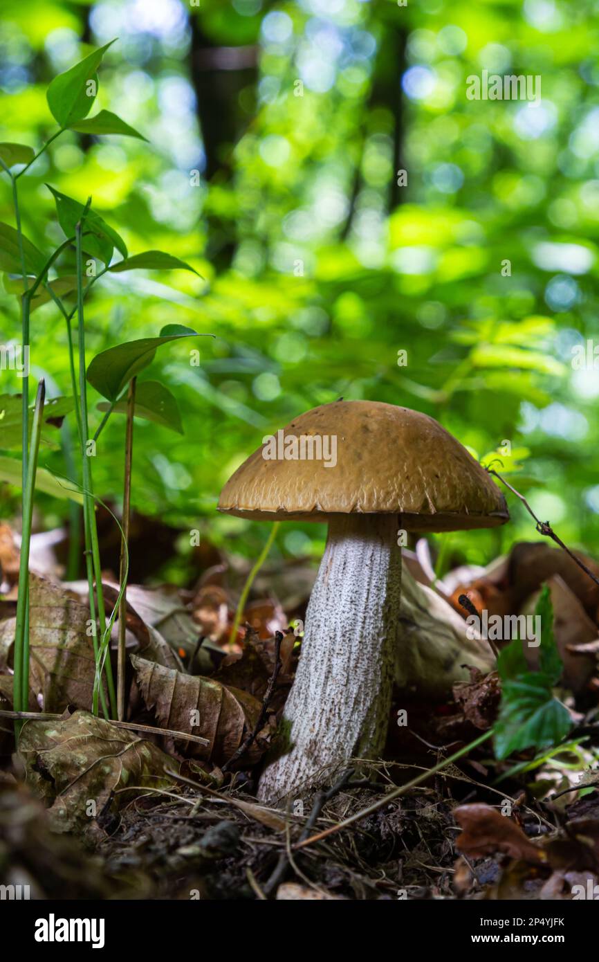 Edible mushroom Leccinum scabrum in the birch forest. Known as birch