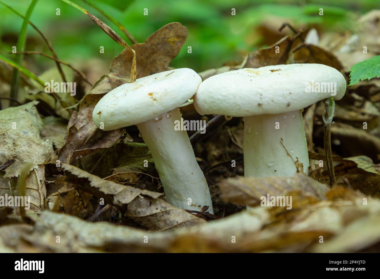 Lactarius piperatus or Peppery milkcap, widespread and popular edible mushroom, well known for its peppery, white milk. Stock Photo