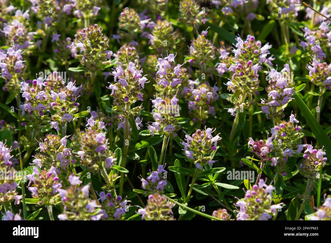 Fresh, blooming pink thyme in green grass. Wild Thymus serpyllum plants