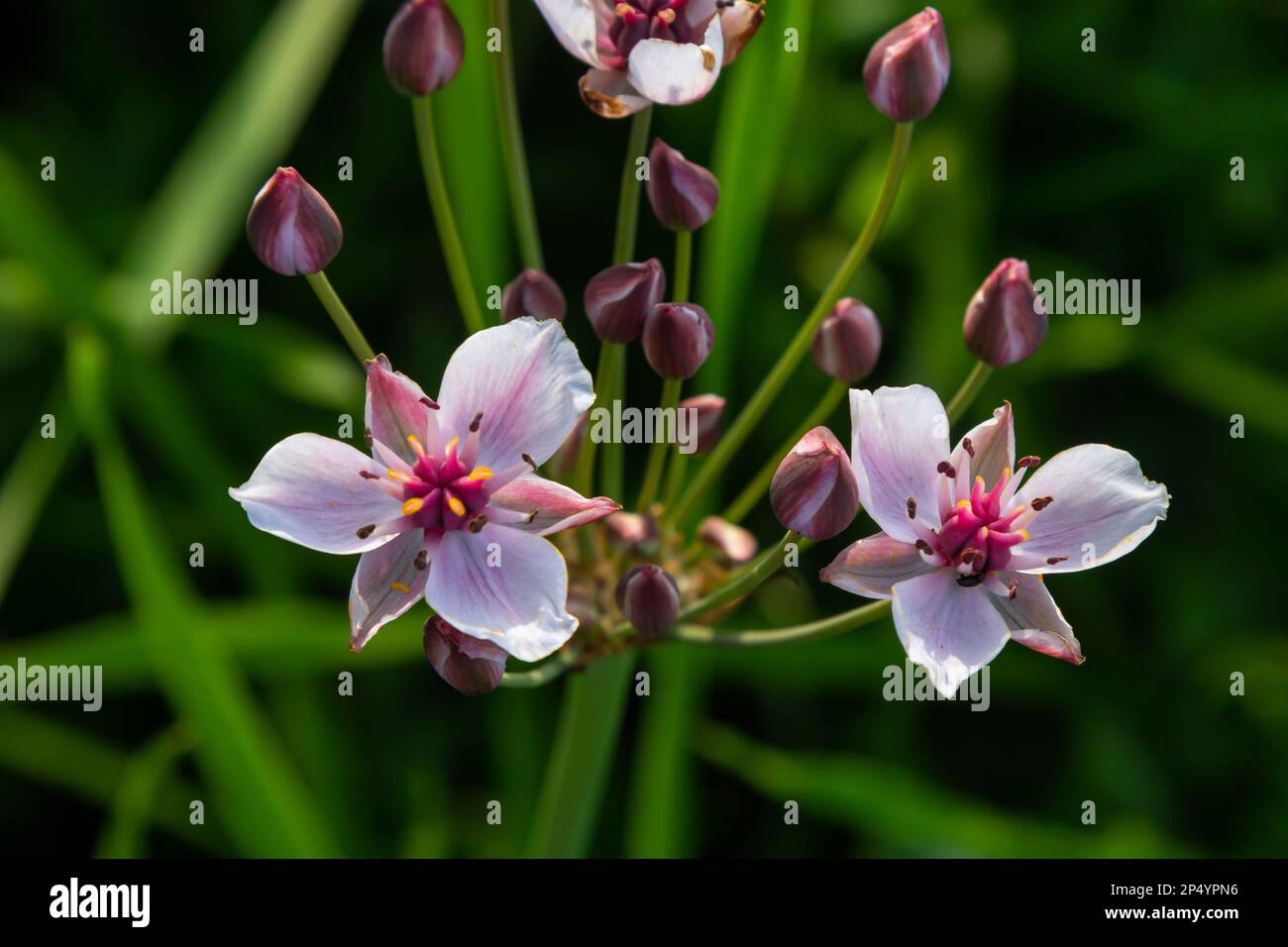 Butomus umbellatus, Flowering Rush. Wild plant shot in summer. Stock Photo