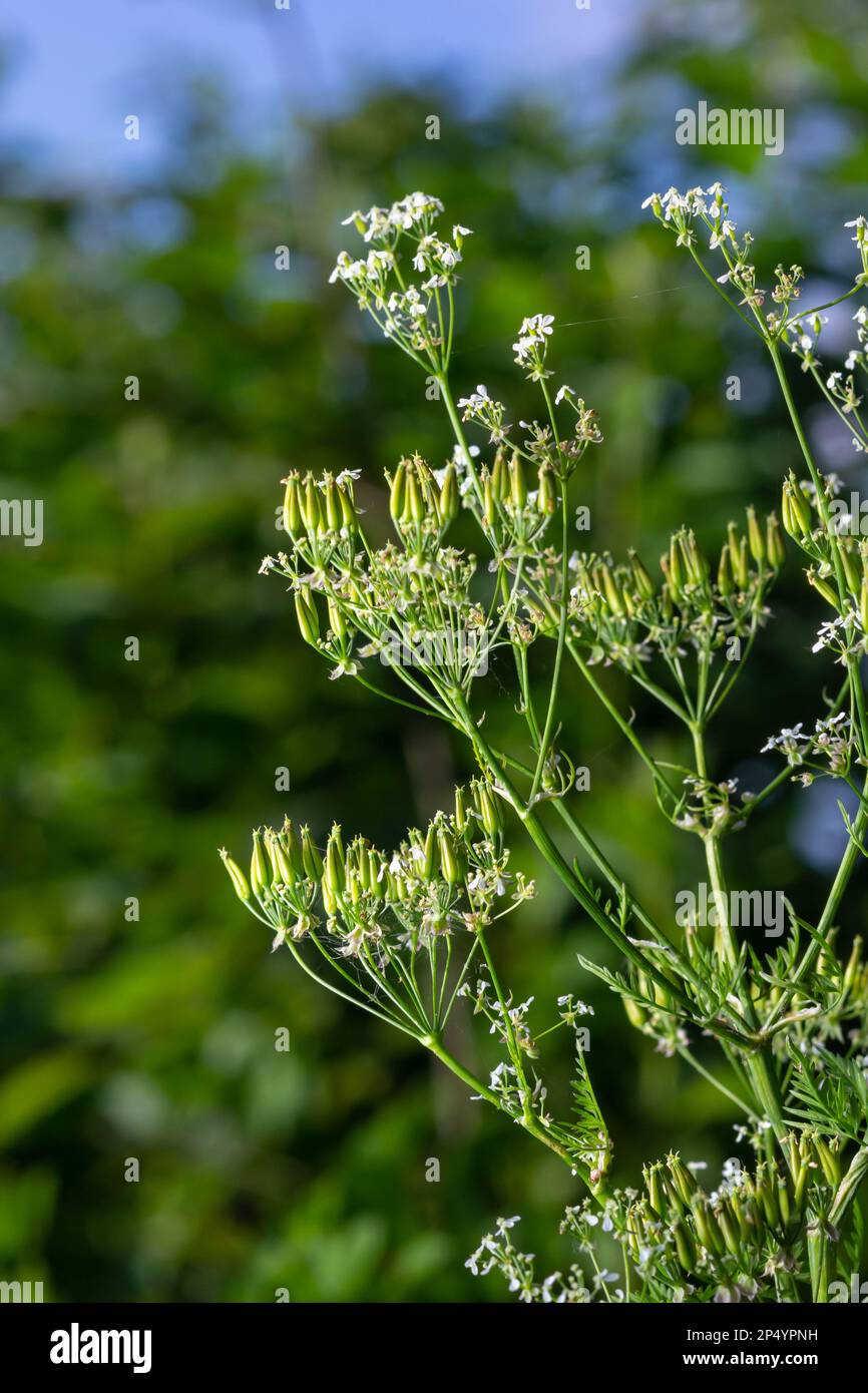 Cow Parsley, Anthriscus sylvestris. Seeds on the stems. On a green background in the natural environment. Stock Photo