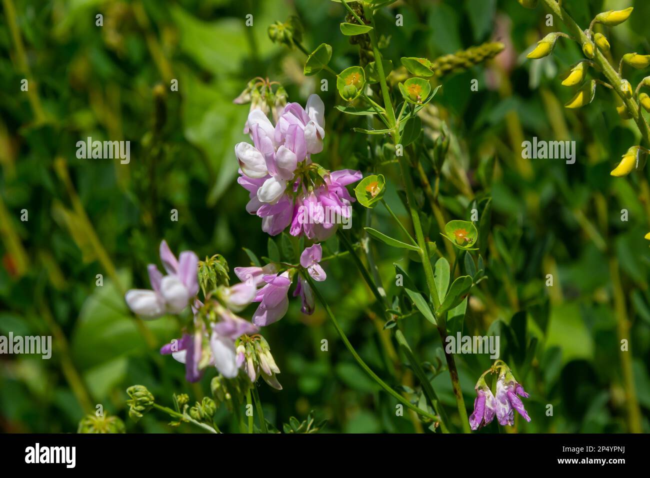 Close up, macro. Crownvetch or Securigera varia Coronilla varia or purple crown vetch. Flowering field plants. Copy space. Stock Photo