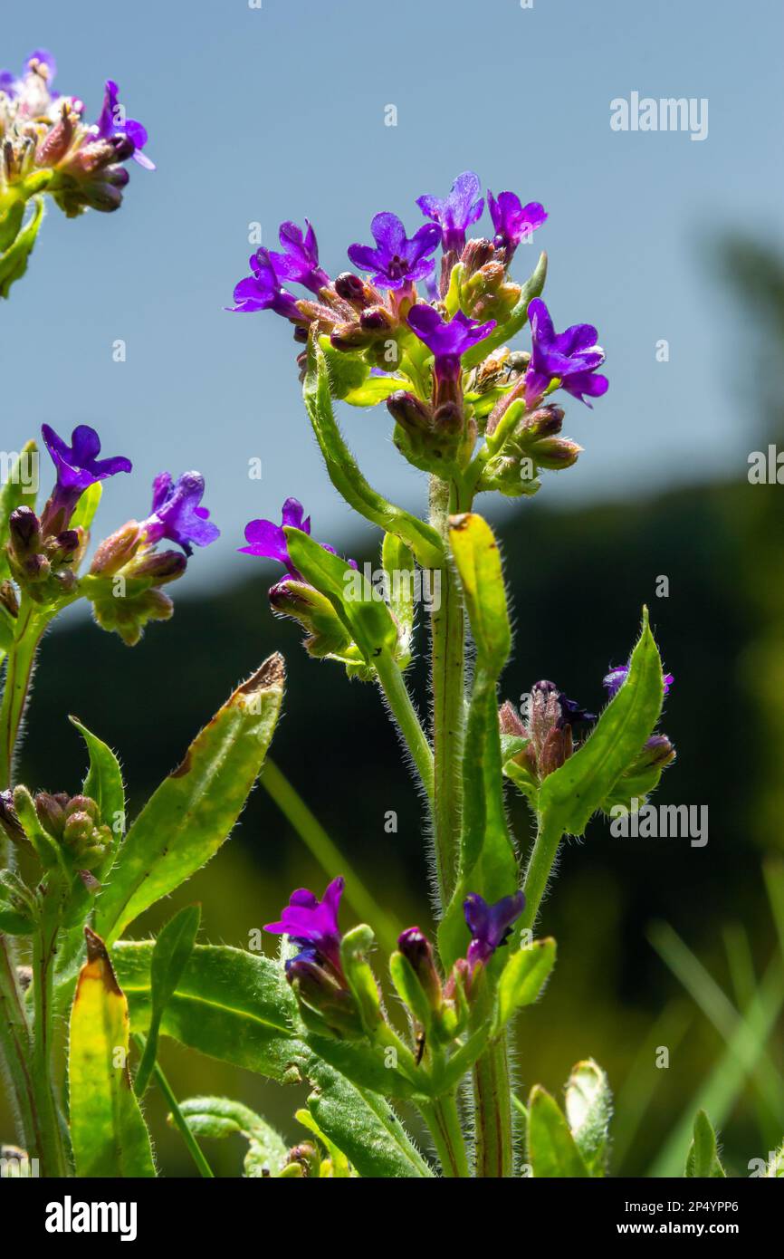 Anchusa officinalis, commonly known as the common bugloss or alkanet with green background. Stock Photo