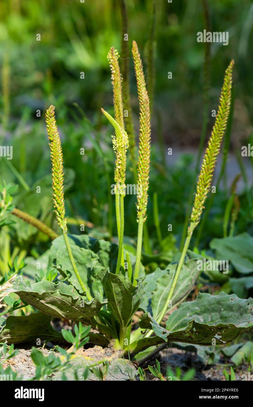 Plantain flowering plant with green leaf. Plantago major leaves and flowers, broadleaf plantain, white man's foot or greater plantain. Stock Photo