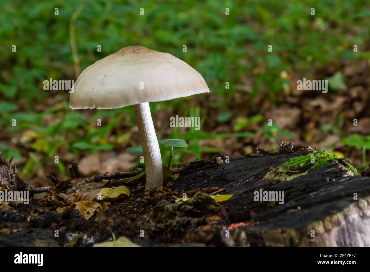 Volvariella gloiocephala is alsno known as big sheath mushroom, rose-gilled grisette or stubble rosegill. Stock Photo