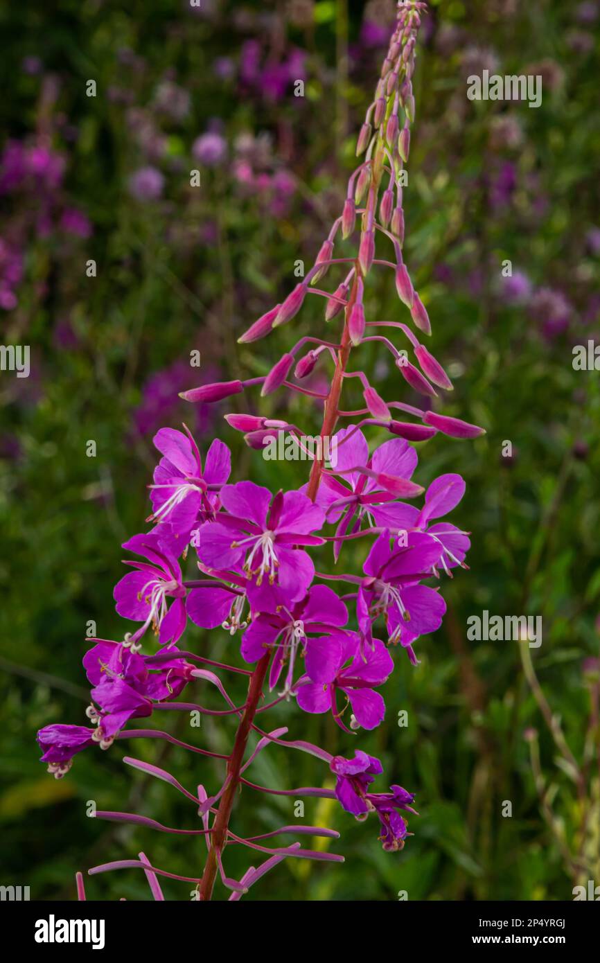 Ivan chai, Chamaenerion angustifolium, fireweed, great willowherb ...