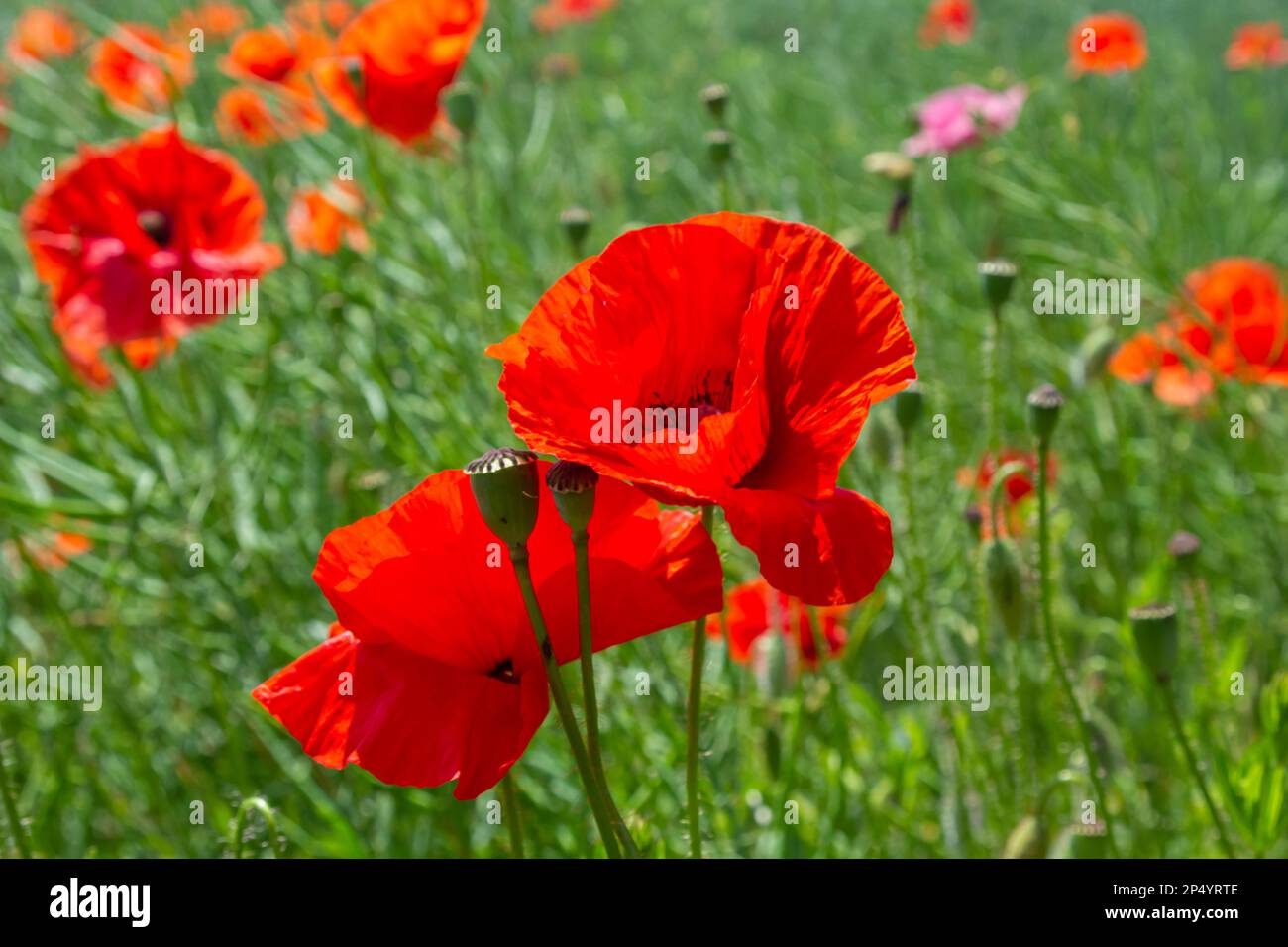 Common names for Papaver rhoeas include corn poppy, corn rose, field