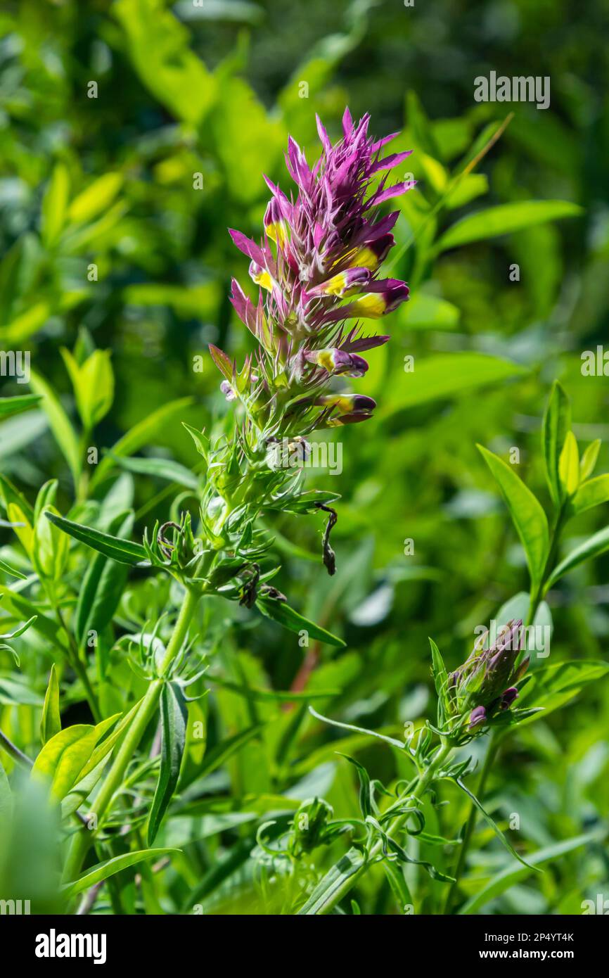 Melampyrum arvense, commonly known as field cow-wheat, is an herbaceous flowering plant of the genus Melampyrum in the family Orobanchaceae. Stock Photo