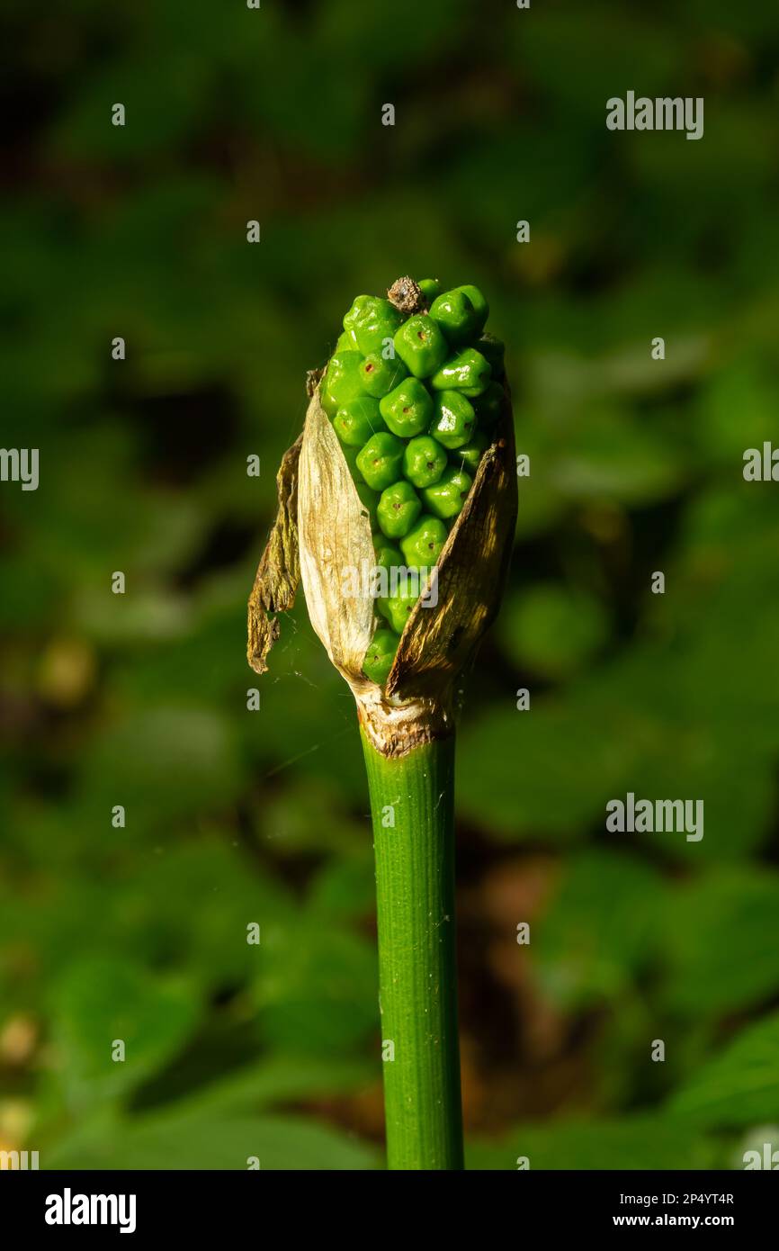 Arum maculatum with red berries also called Cuckoo Pint or Lords and