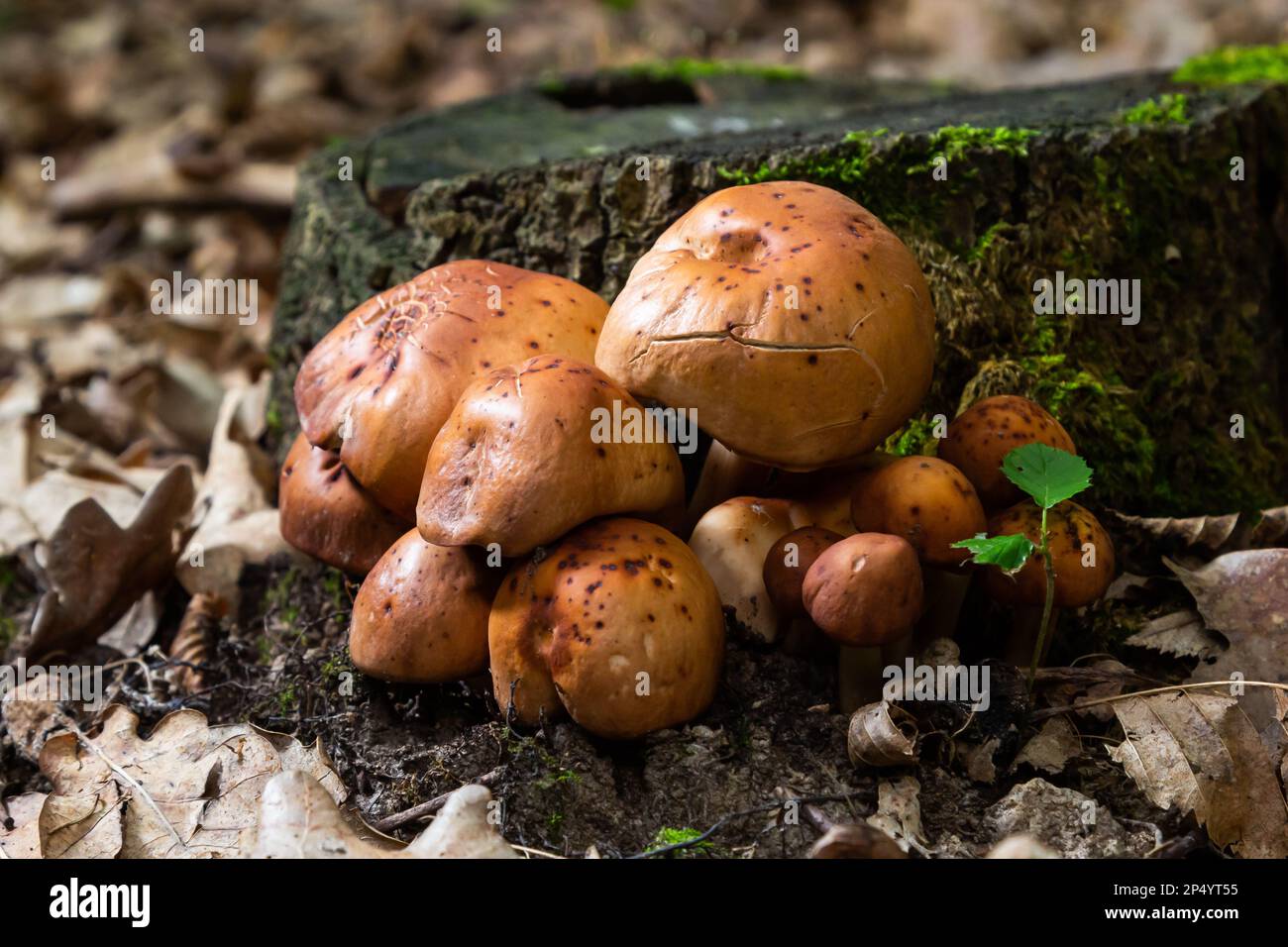 gymnopus fusipes mushroom cluster, edible when young. Stock Photo