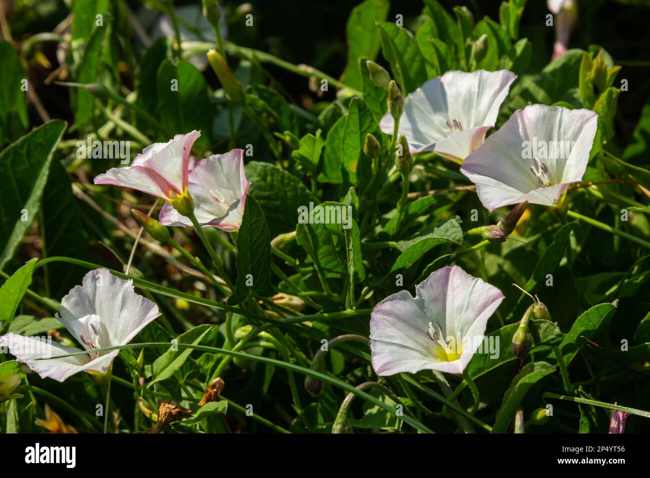 Field bindweed, Convolvulus arvensis European bindweed Creeping Jenny, Possession vine herbaceous perennial plant with open and closed white flowers s Stock Photo
