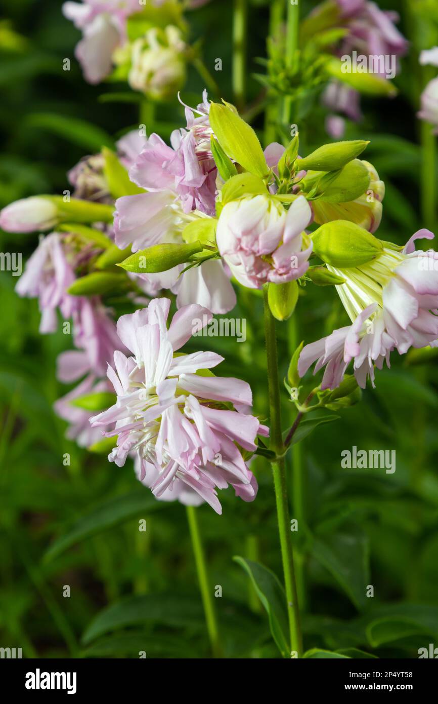 Saponaria officinalis white flowers in summer garden. Common soapwort, bouncing-bet, crow soap, wild sweet William plant. Stock Photo