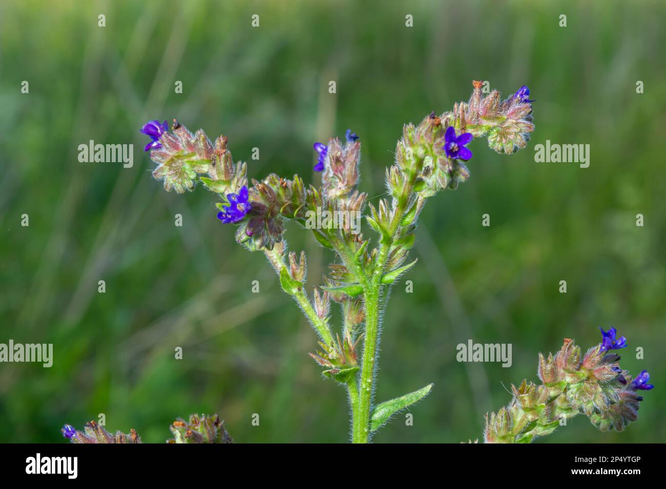 Anchusa officinalis, Alkanet, Common bugloss. Summer, dawn. Dew drops lie on the plant. Beautiful green background. Stock Photo