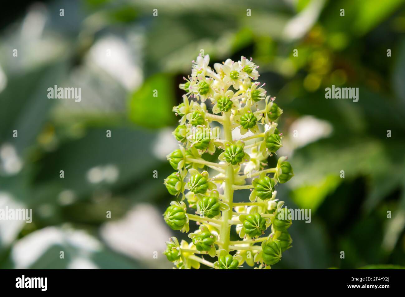 Herbal plants Indian algae Phytolacca acinosa, which are used locally