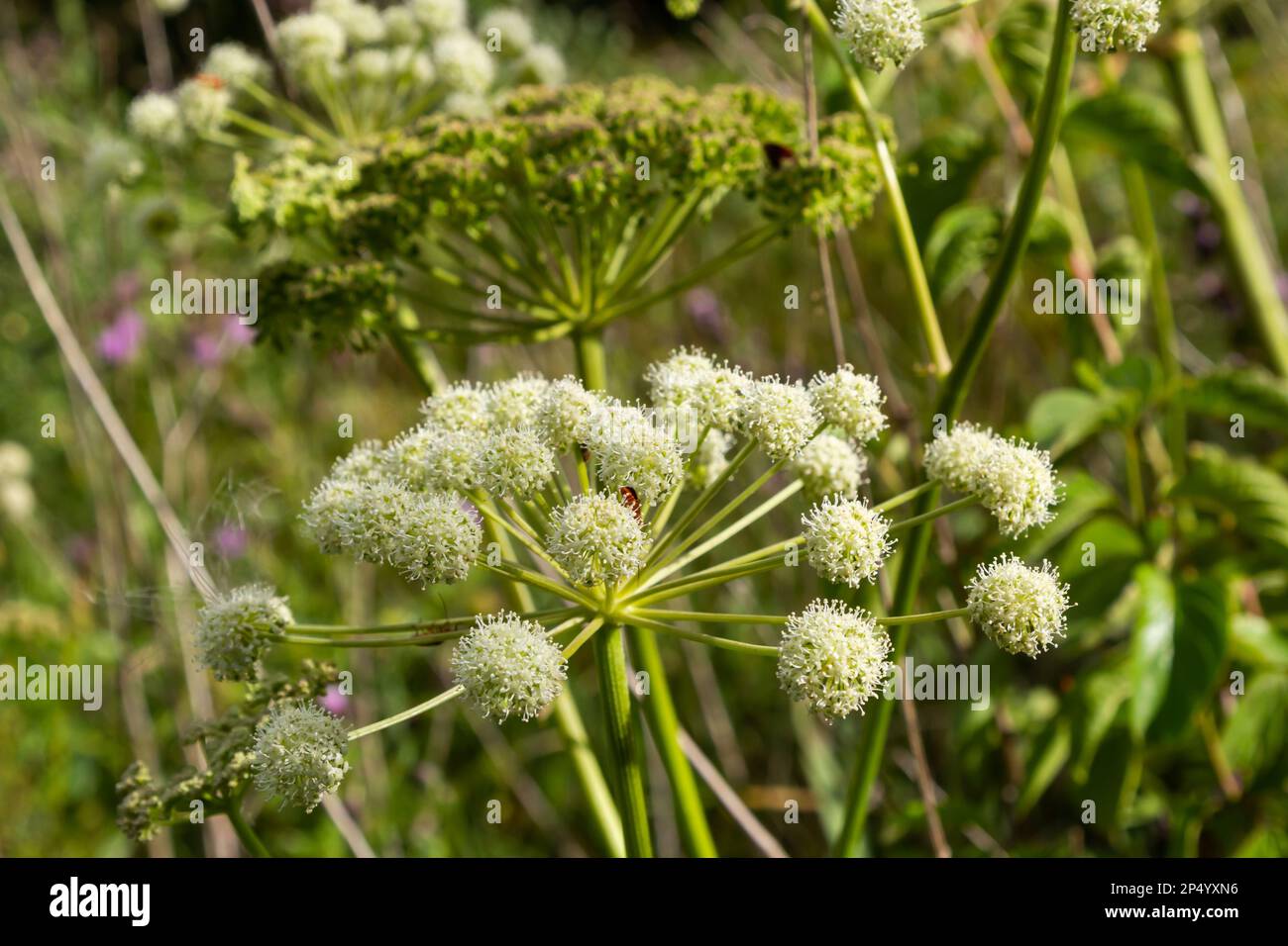Heracleum sosnovskyi big poison plant blooming. Medicinal plant Common