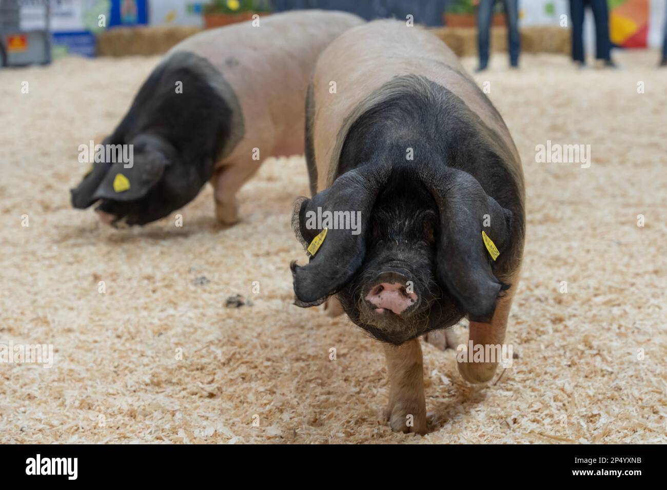 International Agricultural Show. Black pork pie from Basque country ...