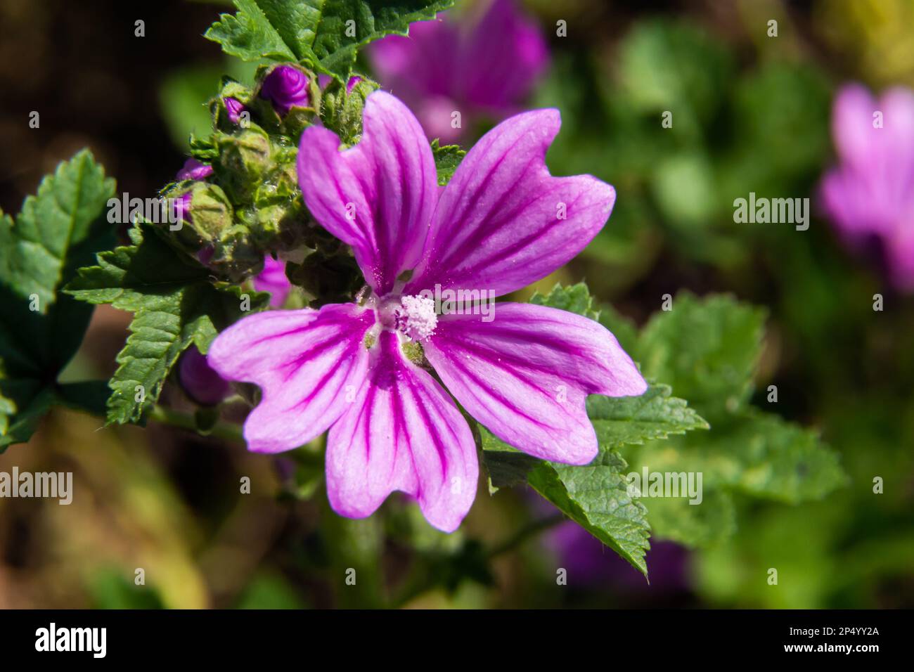 Malva thuringiaca Lavatera thuringiaca, the garden tree-mallow, is a species of flowering plant in the mallow family Malvaceae. Stock Photo