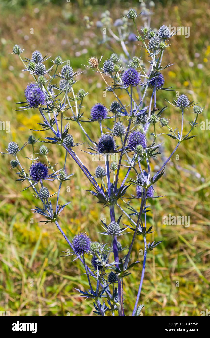 Eryngium planum flower head on summer meadow background. Herbal