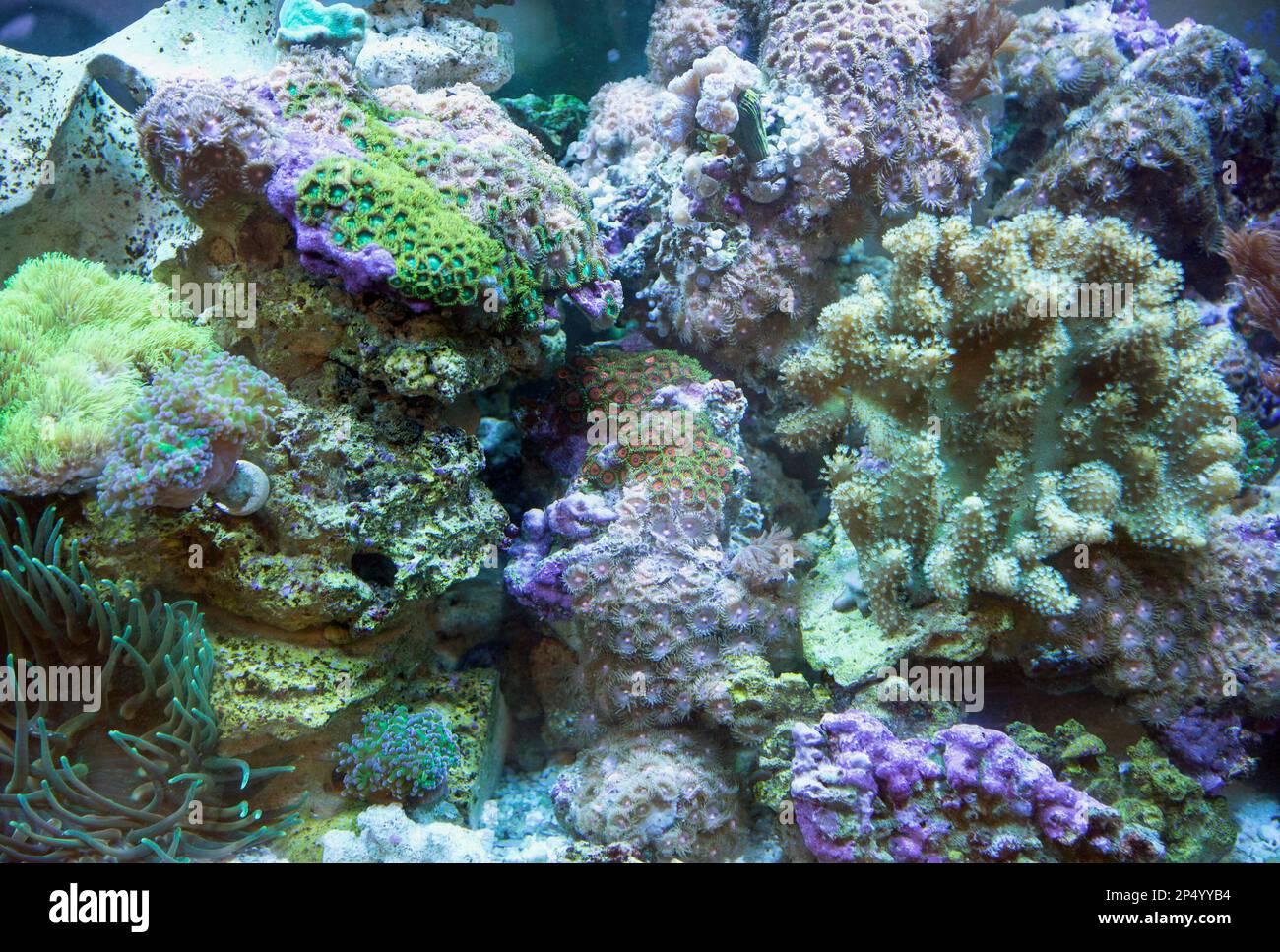160 gallon aquarium hotsell