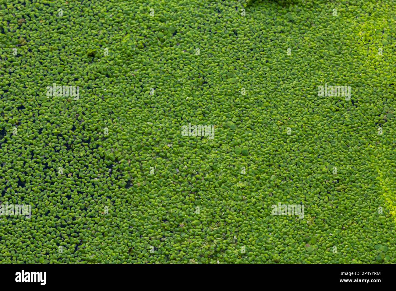 Common Duckweed, Duckweed, Lesser Duckweed, Natural Green Duckweed Lemna perpusilla Torrey on The water for background or texture. close up Green leaf Stock Photo