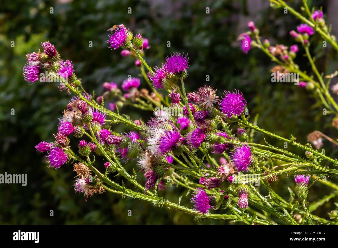 Flowering creeping thistle Cirsium arvense, also Canada thistle or field thistle. The creeping thistle is considered a noxious weed in many countries. Stock Photo