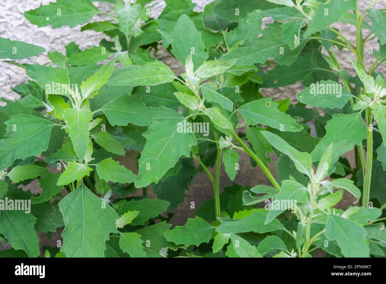 Lambs quarter flowers Lamb's quarter Chenopodium album is a roadside