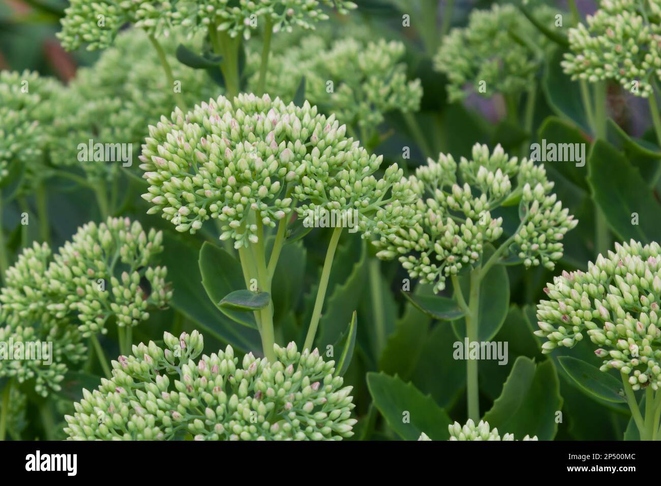 Orpine in early spring with green leaves only .Young shoots of orpine Sedum telephium. Beautiful green plants. Nature background. Stock Photo