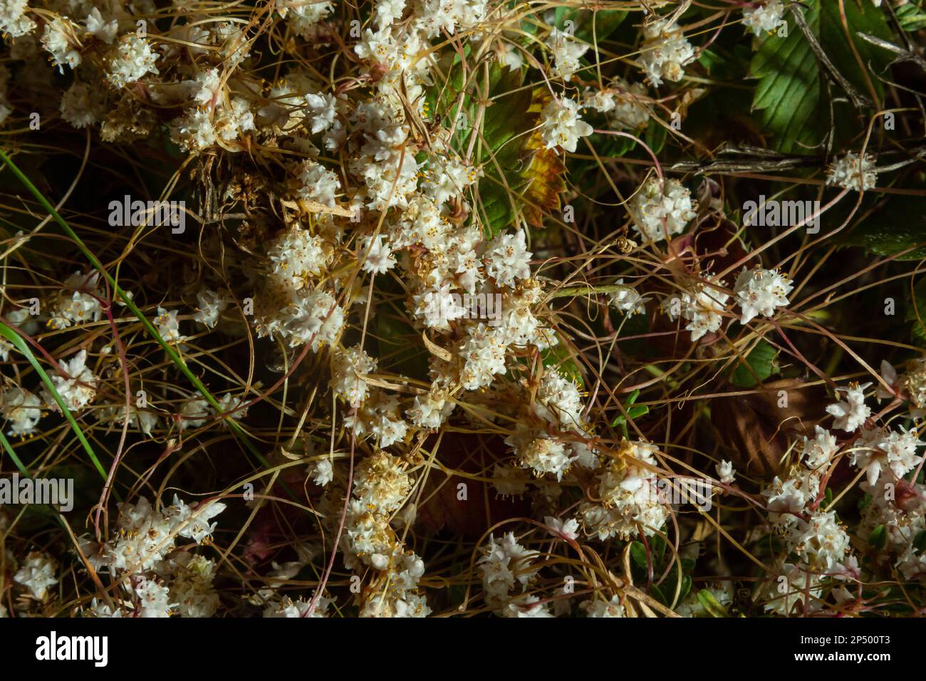 Flora of Gran Canaria - thread-like tangled stems of Cuscuta approximata aka dodder parasitic plant natural macro floral background. Stock Photo