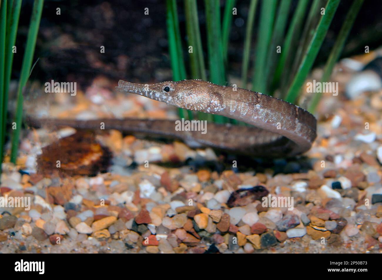 Northern pipefish 45 degrees to camera on bottom. Stock Photo