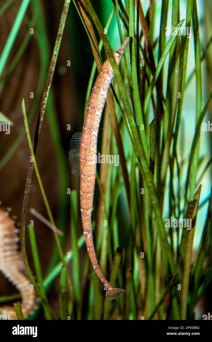 Northern pipefish hiding in eelgrass bed. Stock Photo