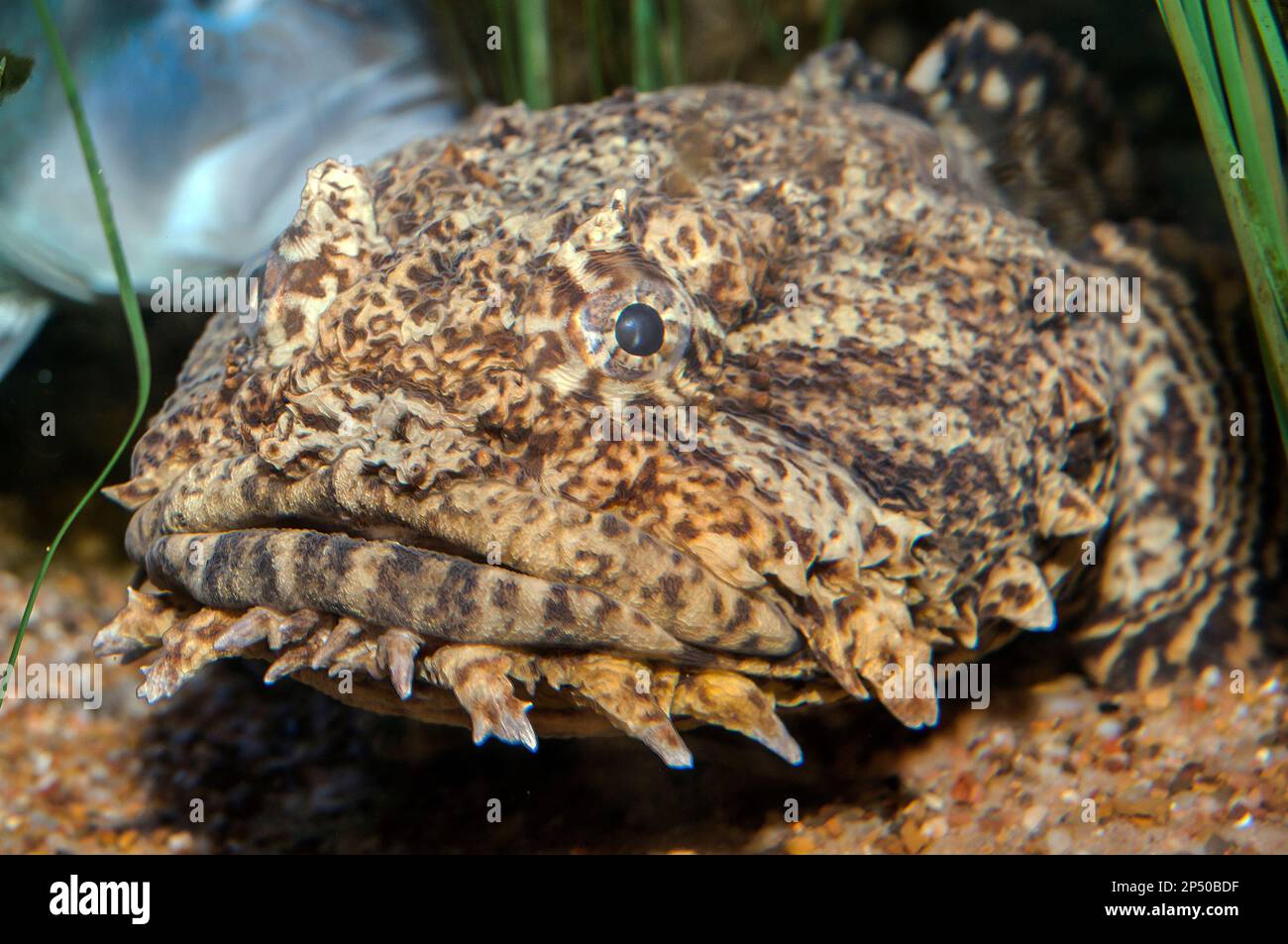 Oyster toadfish medium shot facing 45 degrees to camera. Stock Photo