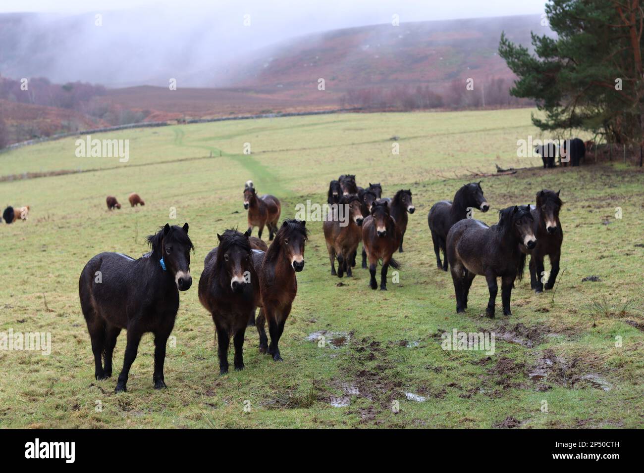 Large group of Exmoor ponies in a misty field Stock Photo