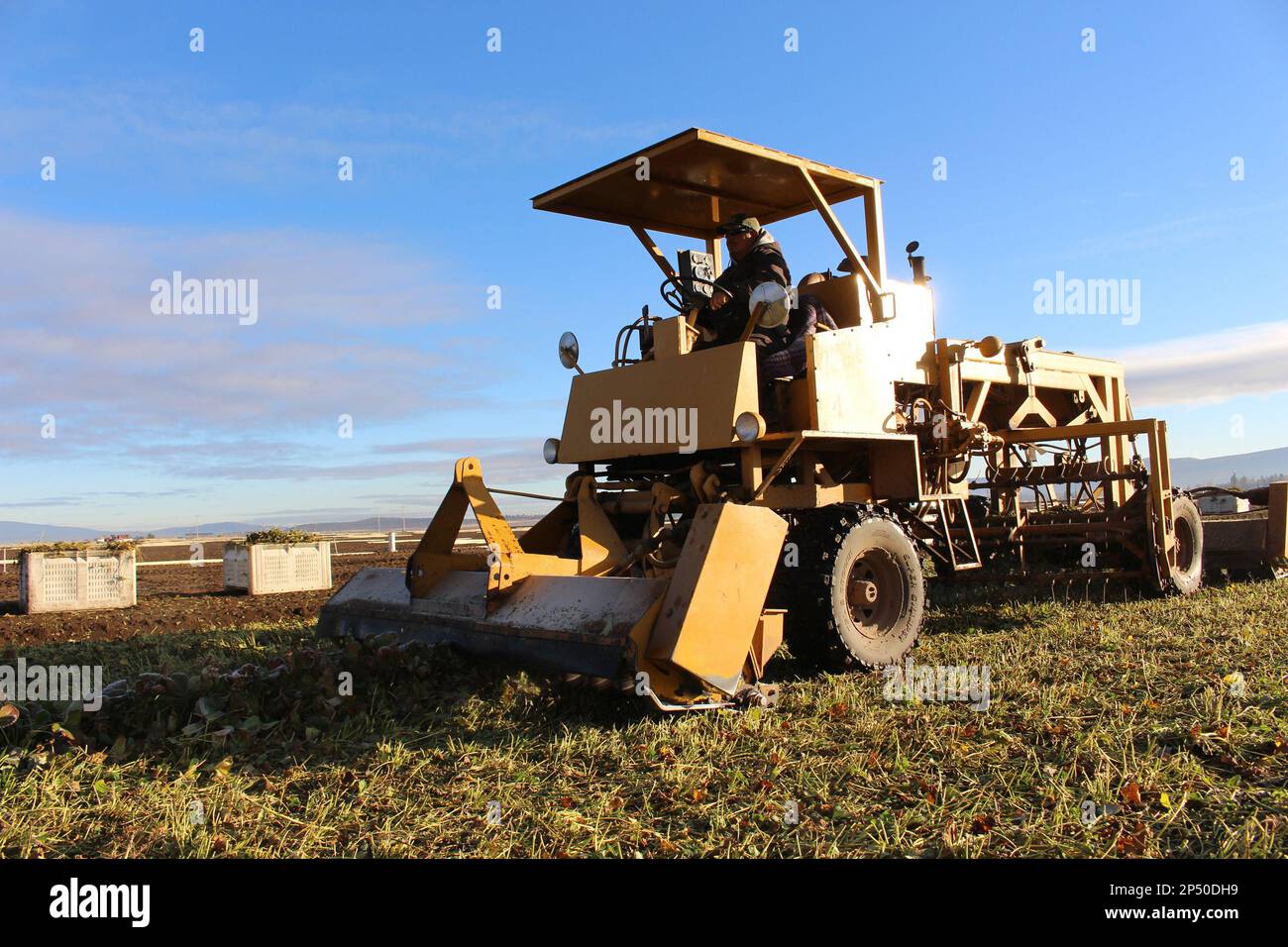 https://c8.alamy.com/comp/2P50DH9/in-an-undated-photo-a-chopper-removes-the-tops-of-strawberry-plants-in-a-lassen-canyon-nursery-field-in-macdoel-calif-strawberry-plant-growers-use-the-unique-klamath-basin-climate-to-their-advantage-ap-photothe-herald-and-news-samantha-tipler-2P50DH9.jpg