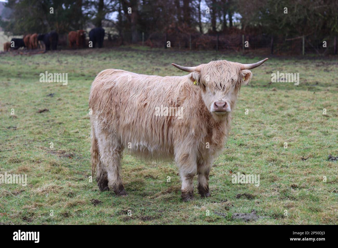Young Highland cow with long horns standing in a field Stock Photo
