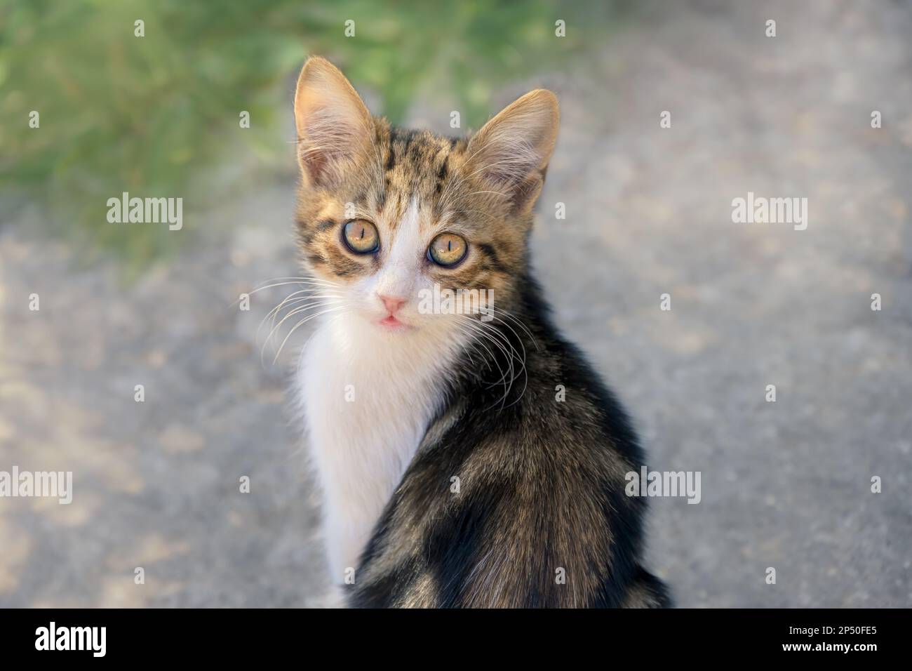 Cute little cat kitten, bicolor tabby and white, looking curiously with beautiful eyes, Greece Stock Photo