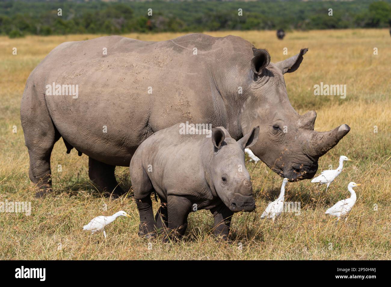 Southern white rhinoceros mother and baby in Ol Pejeta Conservancy Kenya Stock Photo