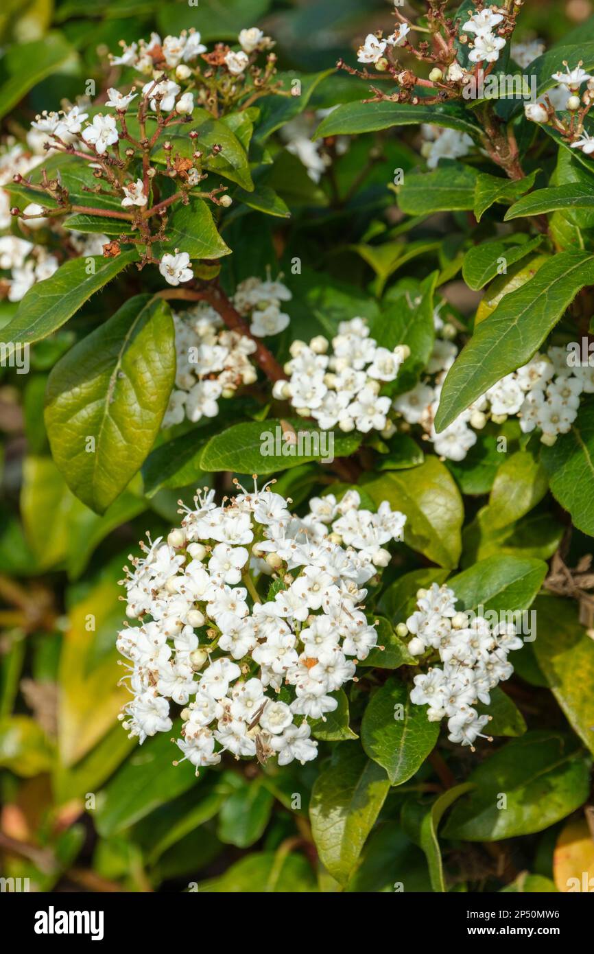 Viburnum laurustinus, laurustinus, common laurustinus, tinus, evergreen, clusters of creamy-white flowers, often pink-tinged buds Stock Photo