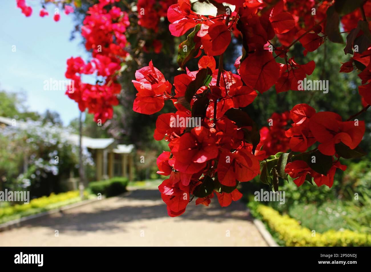 Cochabamba's Botanical Garden Stock Photo - Alamy