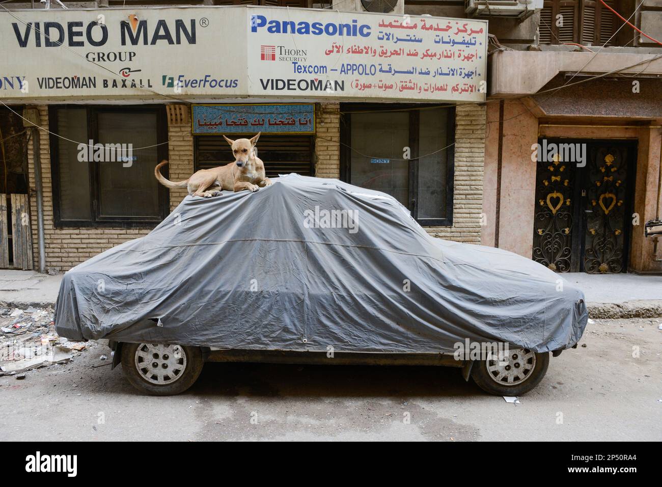 EGYPT, Cairo, old town, covered car with street dog Stock Photo Alamy