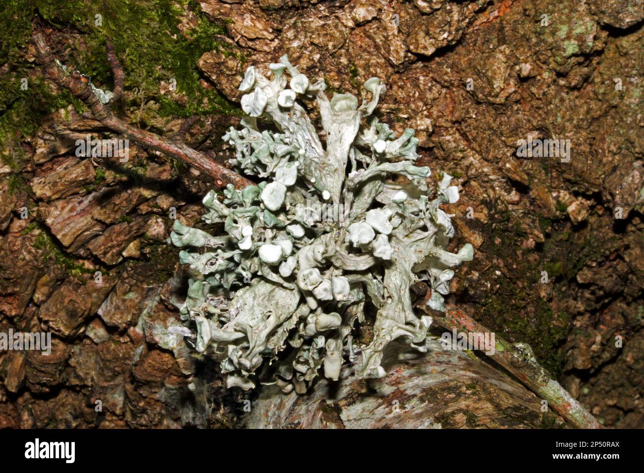 Ramalina fastigiata s a species of fruticose lichen found on trees. It is a common species occurring in Asia, Europe, and North America. Stock Photo