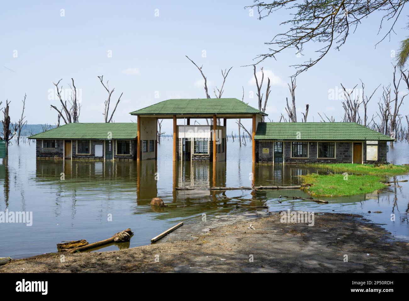 Beautiful landscape of lake nakuru with the old entry under water and mirroring in the lake surrounded by dead trees and green gras in kenya Stock Photo