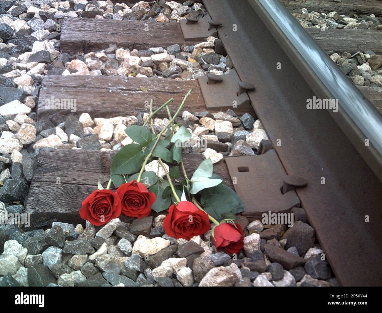 Four red roses, representing the four girls who died when a train hit a