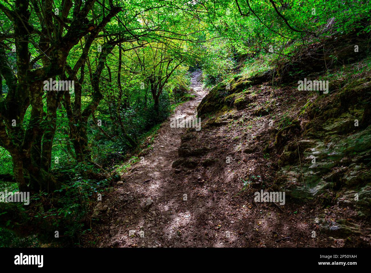 Hiking path in the woods near Pozze del Diavolo Falls - Rieti, Italy Stock Photo