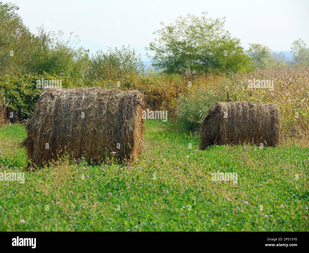 haystack at farm in Maramures Stock Photo - Alamy