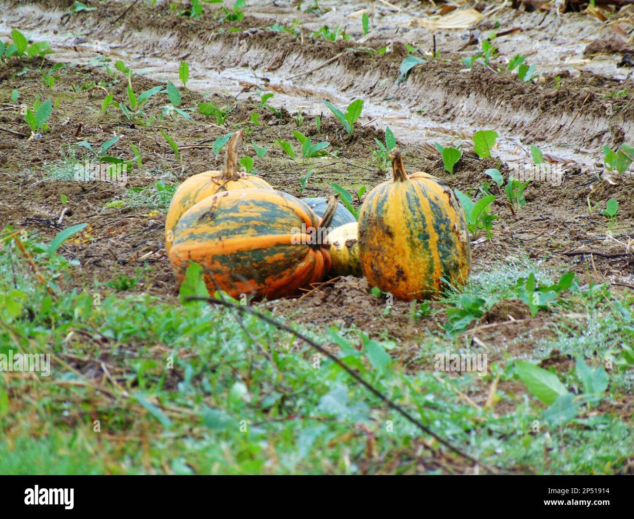 pumpkins on the field at farm Stock Photo