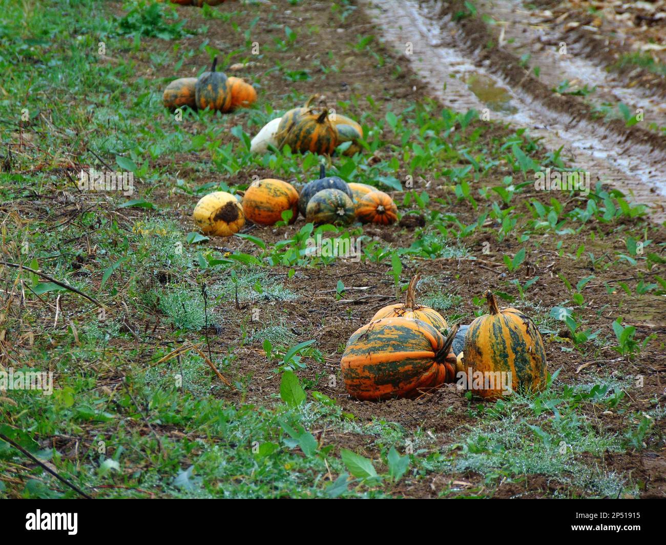 pumpkins on the field at farm Stock Photo